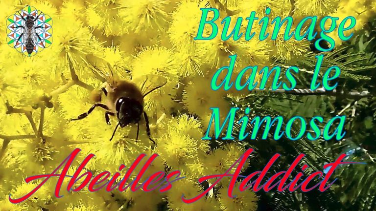 Lire la suite à propos de l’article LE MIMOSA UN ARBRE POUR LES ABEILLES, BUTINAGE DE POLLEN