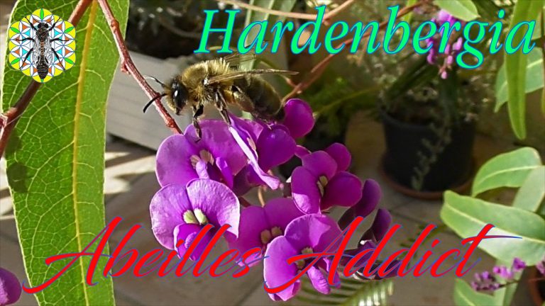 Lire la suite à propos de l’article HARDENBERGIA VIOLACEA : DES FLEURS POUR LES ABEILLES