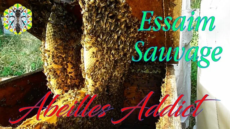 Lire la suite à propos de l’article Essaim Sauvage, rayons, construction libre.