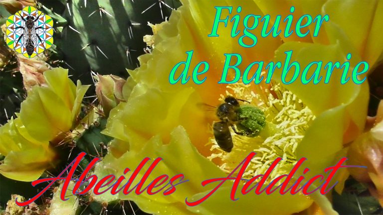 Lire la suite à propos de l’article Abeilles & Figuier de Barbarie, Butinage Pollen & Nectar