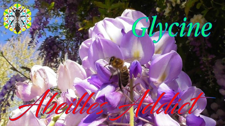Lire la suite à propos de l’article Butinage dans la Glycine, Nectar | Sauver les Abeilles | Plante Mellifère