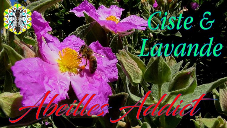 Lire la suite à propos de l’article Abeille, lavande papillon et ciste | pollinisateurs | Promenade dans le Maquis | Plantes mellifères