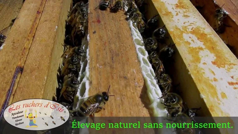Lire la suite à propos de l’article Hausse Pleine, Élevage naturel sans nourrissement.