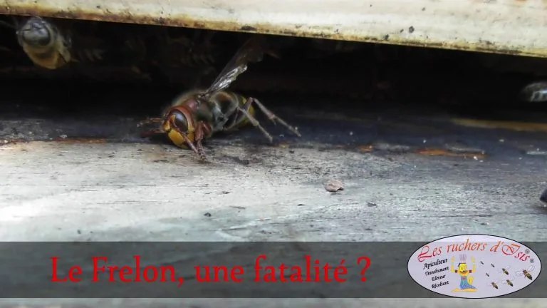 Lire la suite à propos de l’article Le  Frelon, une fatalité ? Vespa crabro.