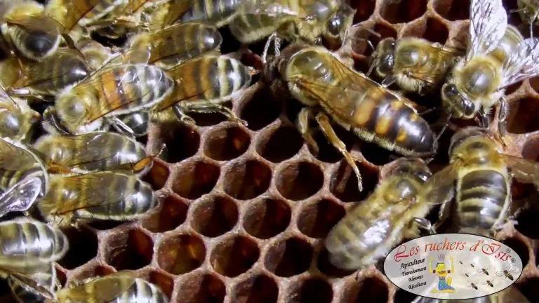 Lire la suite à propos de l’article Naturellement Reine, Apis mellifera mellifera.