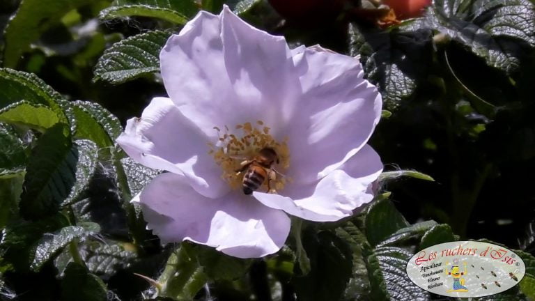 Lire la suite à propos de l’article Butinage Eglantier, Récolte de pollen, Apis Mellifera Mellifera.