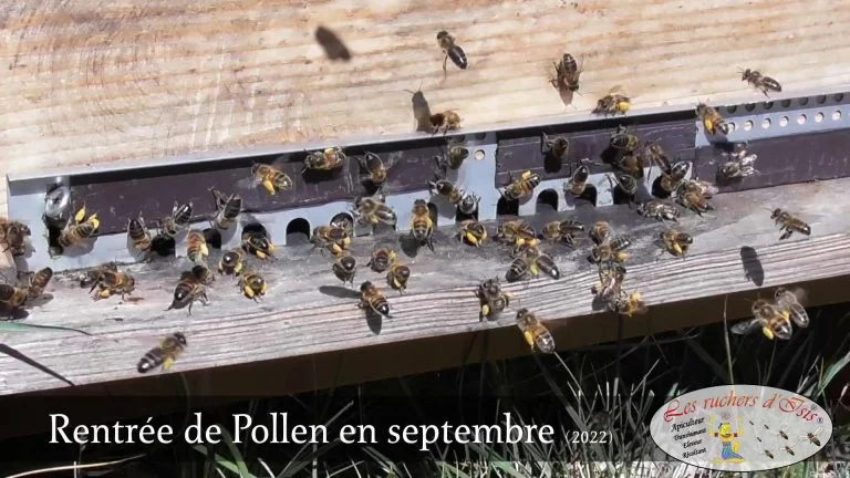 Lire la suite à propos de l’article Rentrée de Pollen fin septembre