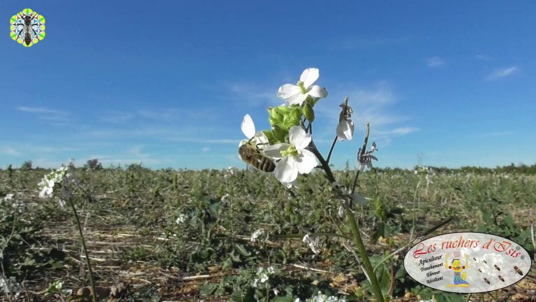 Lire la suite à propos de l’article Butinage des Diploxatis Erucoides