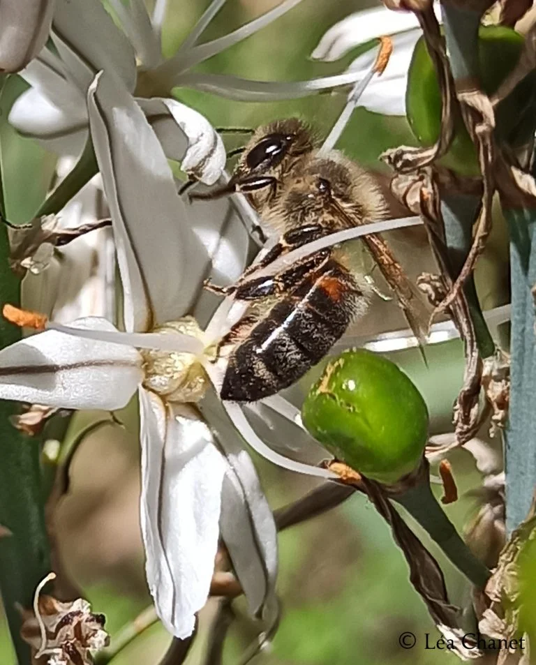 abeille-addict-asphodele
