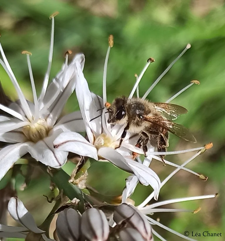 abeille-addict-asphodele-flore-mellifere