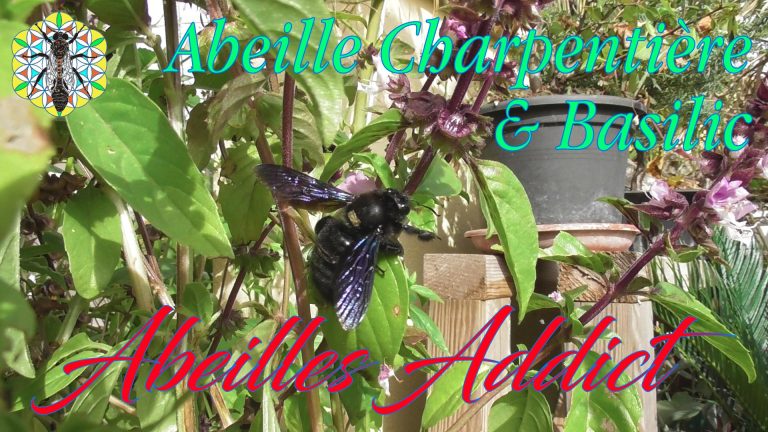 Lire la suite à propos de l’article Abeille charpentière dans les Fleurs de Basilic