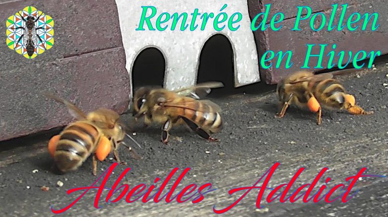 Lire la suite à propos de l’article Rentrée de Pollen en Hiver