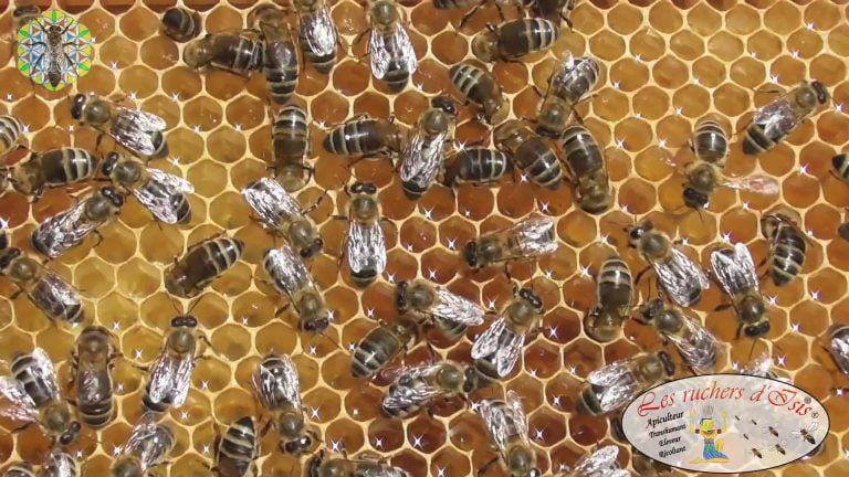 Lire la suite à propos de l’article Retour de Butinage, Rentrée de Miel