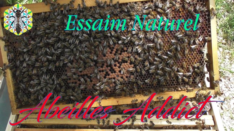 Lire la suite à propos de l’article Essaim Naturel – mai 2023