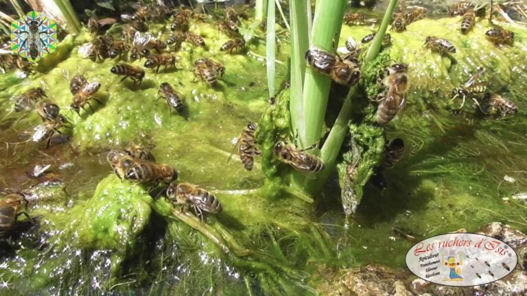 Lire la suite à propos de l’article Abeilles à l&rsquo;abreuvoir, recréer un écosystème