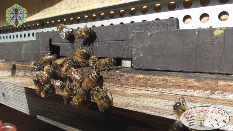 Lire la suite à propos de l’article Frelons ? Aidez les Abeilles !