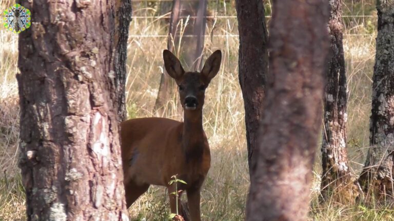 Lire la suite à propos de l’article Accueil au Rucher