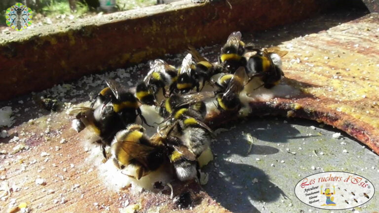 Lire la suite à propos de l’article Bombus Terrestris