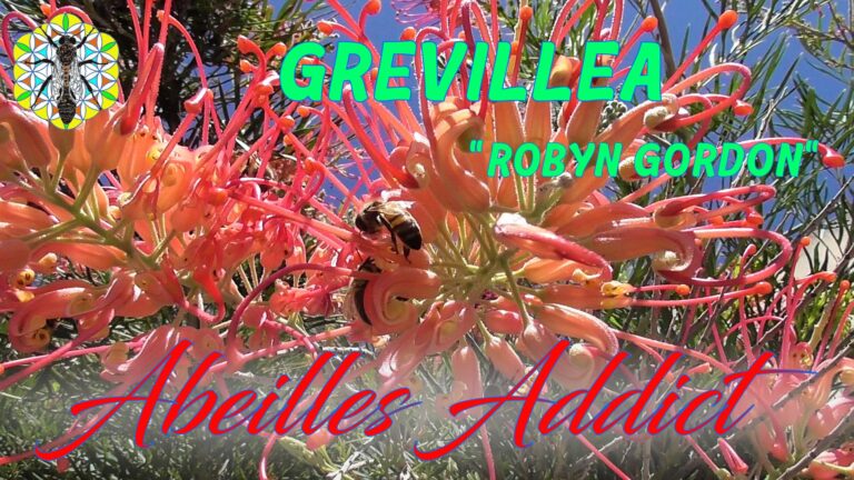 Lire la suite à propos de l’article Butinage dans le Grevillea