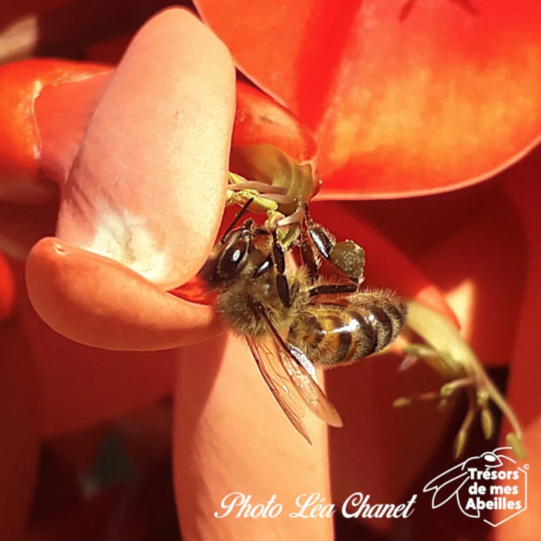 Érythrine-flore-pollen