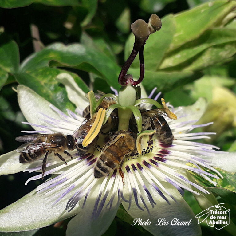 Lire la suite à propos de l’article Passiflore