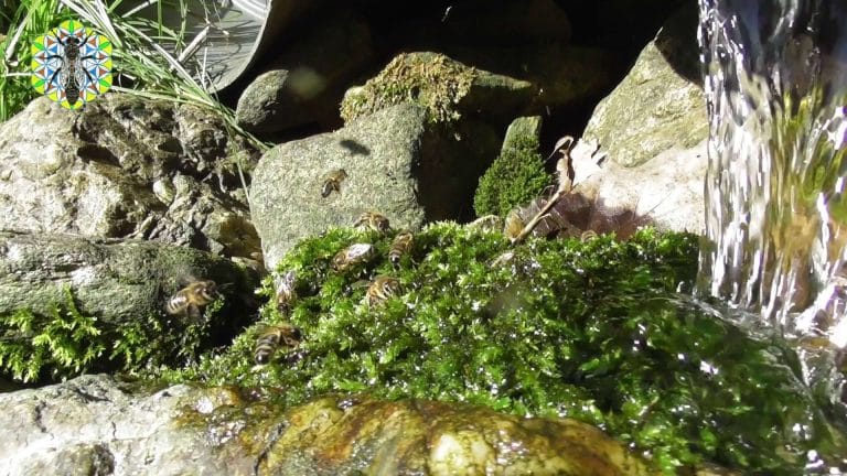 Lire la suite à propos de l’article Abeilles au point d&rsquo;eau